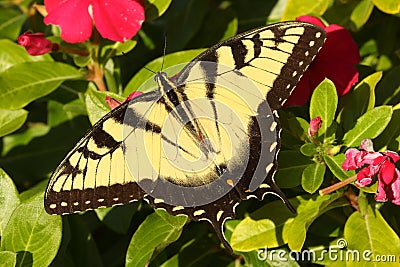 Male Tiger Swallowtail papilio glaucas Stock Photo