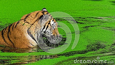 Male tiger swimming in duckweed Stock Photo