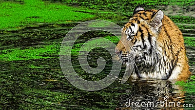 Male tiger swimming in green duckweed Stock Photo