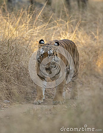 Male Tiger walking on a Forest Trail at Pench national Park,Madhya Pradesh Stock Photo
