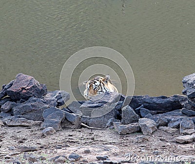 male tiger in the water hole Stock Photo