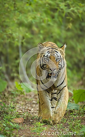 Male tiher walking headon at Tadoba Andhari Tiger Reserve Stock Photo