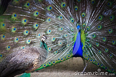 Male to female peacock peacock displays of affection Stock Photo