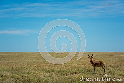 Male topi stands in savannah eyeing camera Stock Photo