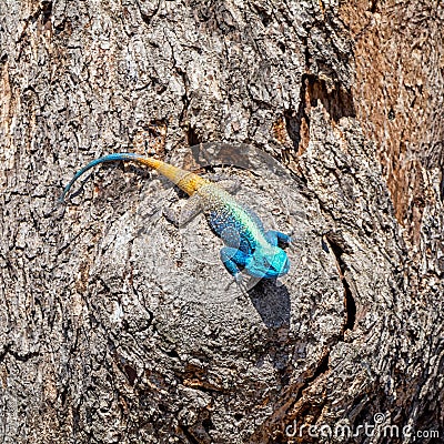 Male Tree Agama Stock Photo