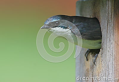 Male Tree Swallow in a Nest Stock Photo