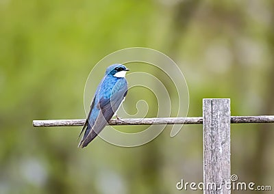 Male Tree Swallow on Perch Stock Photo