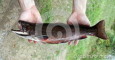 Male trout Stock Photo