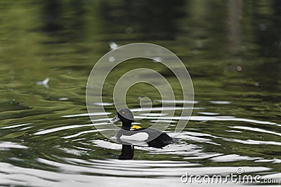 Male Tufted duck Stock Photo