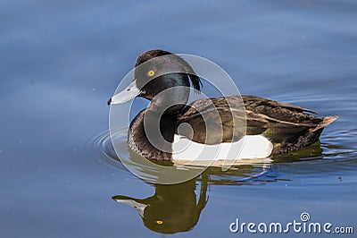 Male tufted duck Stock Photo