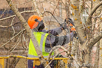 An adult man with a chainsaw in his hands cuts branches off an old tree. Stock Photo