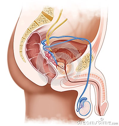 male reproductive system Cartoon Illustration