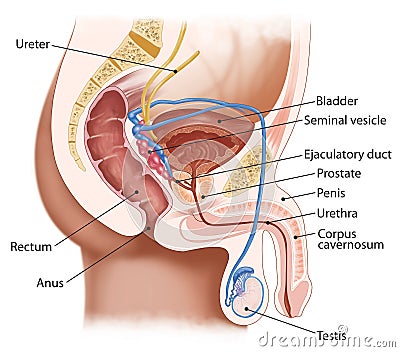 male urinary system Cartoon Illustration