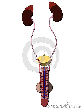 Male urinary system Vector Illustration