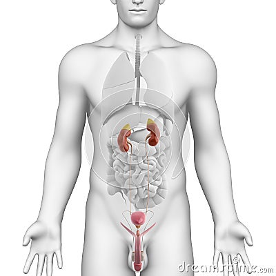 Male urogenital tract anatomy on white angle view Cartoon Illustration