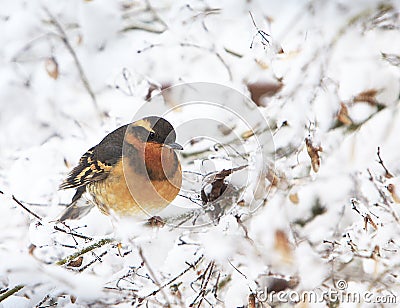 A male Varied Thrush Ixoreus naevius on Snowy Branch Stock Photo