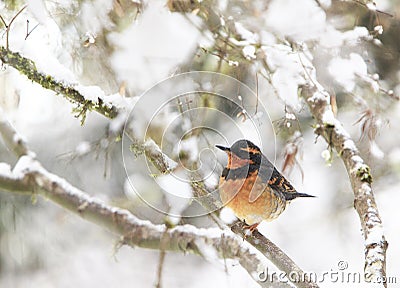 A male Varied Thrush Ixoreus naevius on Tree Branch 2 Stock Photo