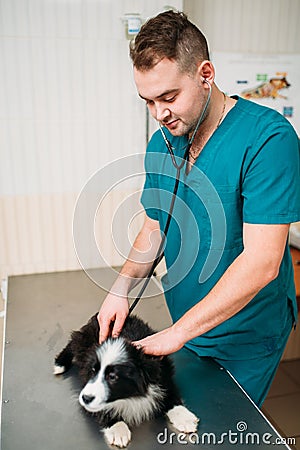 Male veterinarian examining dog, veterinary clinic Stock Photo