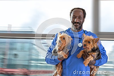 Male veterinarian with stethoscope around neck, holding two dogs Yorkshire Terrier,in his arms. Stock Photo