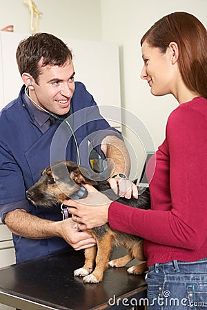 Male Veterinary Surgeon Examining Dog In Surgery Stock Photo