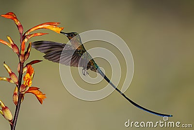 Male Violet-tailed Sylph feeding at a Heliconia flower - Ecuador Stock Photo