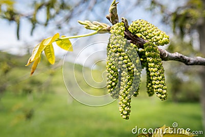Male walnut flowers Stock Photo