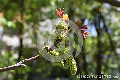 Male walnut flowers- Tg jiu Romania 5 Stock Photo