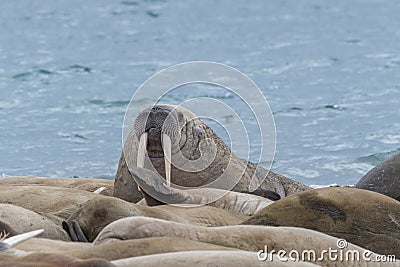 Male walrus looking over the pack Stock Photo