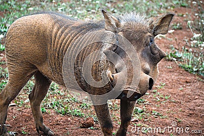 Male warthog Stock Photo