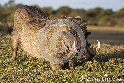 Male Warthog with Tusks Stock Photo