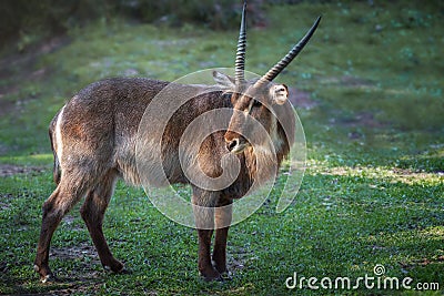 Male Waterbuck Antelope Stock Photo