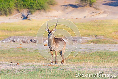 Male Waterbuck in the bush looking at camera. Wildlife Safari in the Chobe National Park, majestic travel destination in Stock Photo