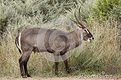 Male waterbuck grazing Stock Photo