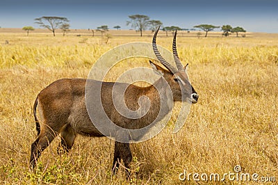 Male waterbuck Kobus ellipsiprymnus a large antelope found widely in sub Saharan Africa, Tanzania Stock Photo