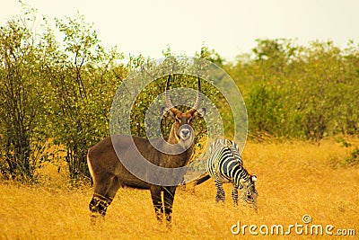 Male Waterbuck Posing with a Zebra Stock Photo