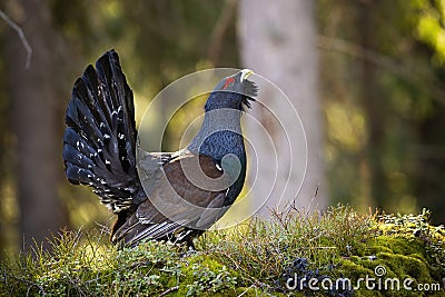 Male western capercaillie lekking in forest in spring. Stock Photo