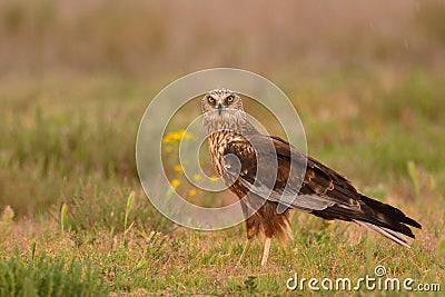 Male western marsh harrier, Circus aeruginosus Stock Photo