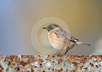 A male of a whinchat Saxicola rubetra stands on a iron fence Stock Photo