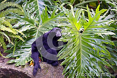 Male White-Cheeked Gibbon Stock Photo