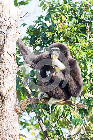 Male white handed Gibbon Hylobatidae lar eating a banana in a tree in Trang rovince, Thailand Stock Photo