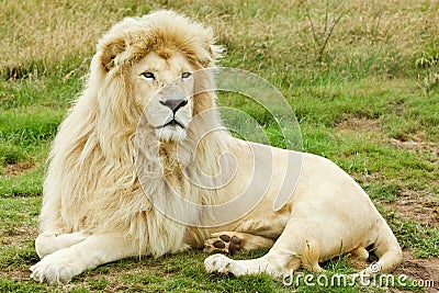 Male white lion Stock Photo