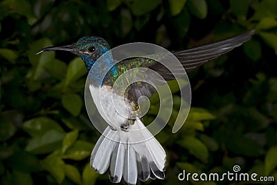 Male White-Necked Jacobin Hummingbird Stock Photo