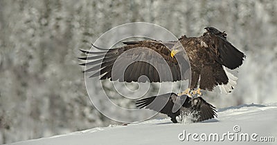 Male White-tailed Eagle landing Stock Photo