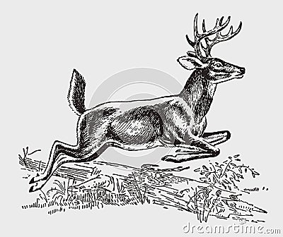 Male white-tailed or virginia deer odocoileus virginianus jumping over lying tree trunk Vector Illustration