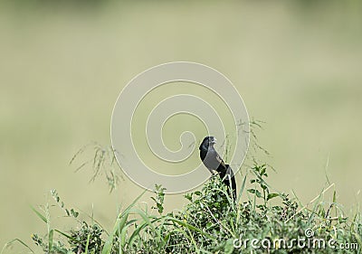 Male widow bird Masai Mara,Kenya Stock Photo