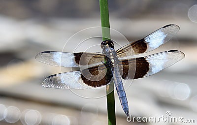 Male Widow Skimmer Dragon Fly Stock Photo