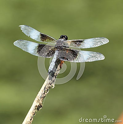 Male Widow Skimmer Dragonfly Stock Photo