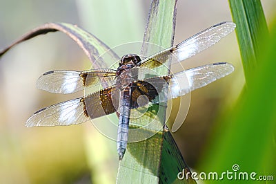 A male Widow Skimmer dragonfly takes a rest on a reed leaf Stock Photo