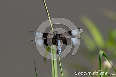 A male Widow Skimmer dragonfly perched on a stem by a pond Stock Photo