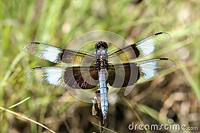 Male Widow Skimmer Dragonfly Top View Closeup Stock Photo